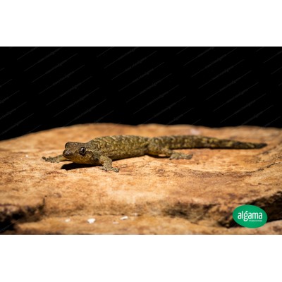 Gecko común Asiático - Lepidodactylus Lugubris